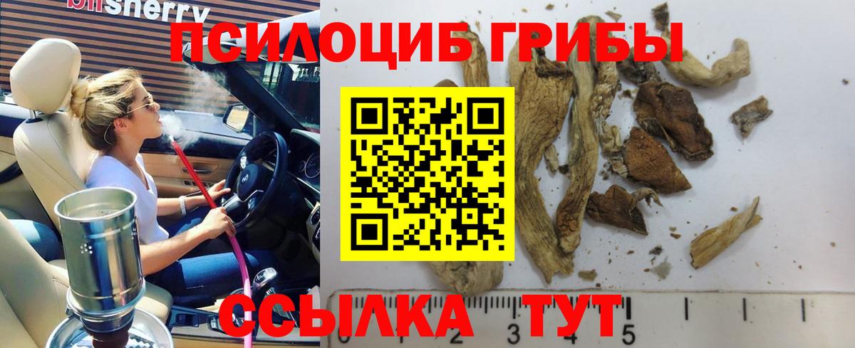 Галлюциногенные грибы Psilocybe Кубинка